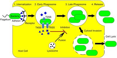 Dual Role of Mechanisms Involved in Resistance to Predation by Protozoa and Virulence to Humans